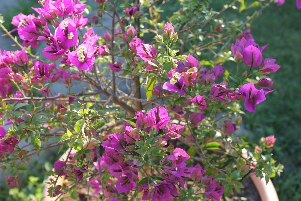 Villa Lilly Roma Quarto foto